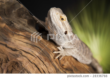 Animal Lizard, Bearded Dragon on mirror background 28336788