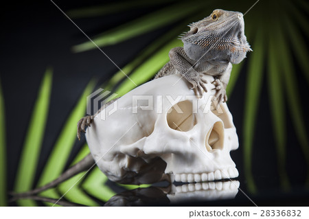 Lizard, Agama, dragon and skull 28336832
