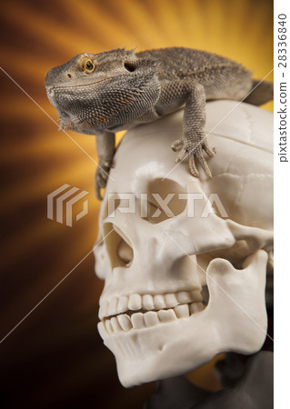 Lizard, Agama, dragon and skull 28336840