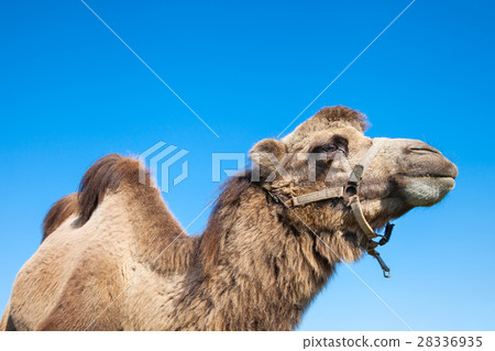 portrait of camel 28336935