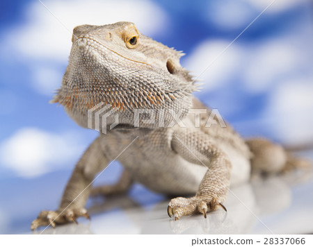 Sky background, Pet, lizard Bearded Dragon 28337066