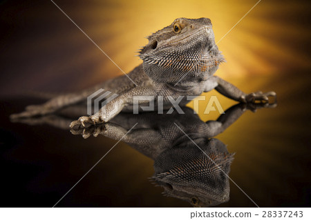 Sun background, Dragon, Agama Lizard 28337243