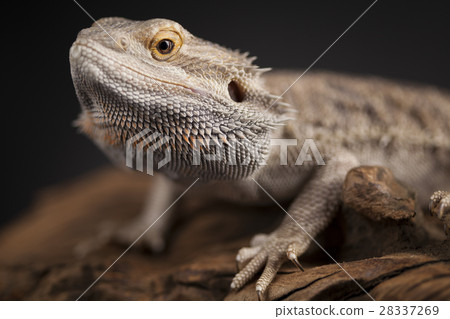 Agama bearded, pet on black background, reptile 28337269