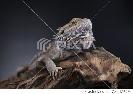 Agama bearded, pet on black background, reptile 28337299