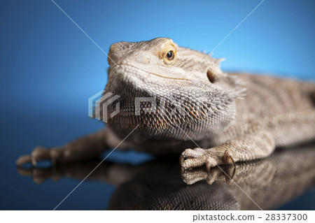 Blue background, Pet, lizard Bearded Dragon 28337300