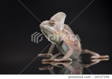 Chameleon lizard isolated on black mirror Chameleon lizard isolated on black mirror 28337346