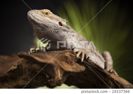 Agama bearded, pet on black background, reptile 28337366