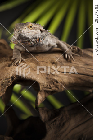 Animal Lizard, Bearded Dragon on mirror background 28337381