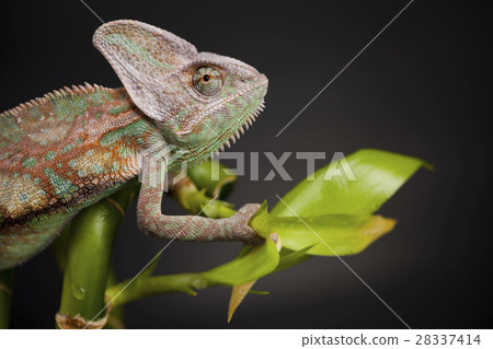 Green chameleon on bamboo, lizard background 28337414