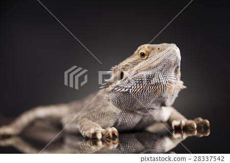 Agama bearded, pet on black background, reptile Agama bearded, pet on black background, reptile 28337542
