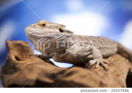 Agama bearded, pet on black background, reptile 28337886