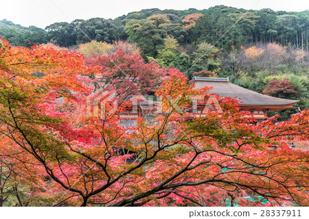 Kiyomizu-dera temple in autumn season in Kyoto. 28337911