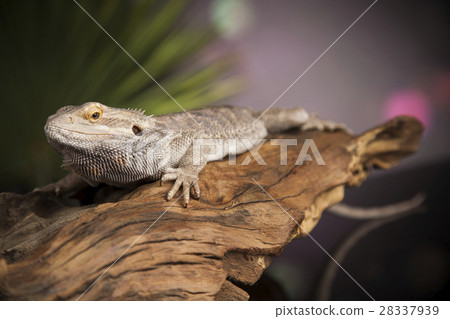 Animal Lizard, Bearded Dragon on mirror background 28337939