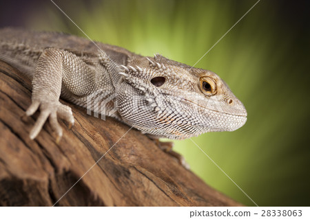 Agama bearded, pet on black background, reptile 28338063