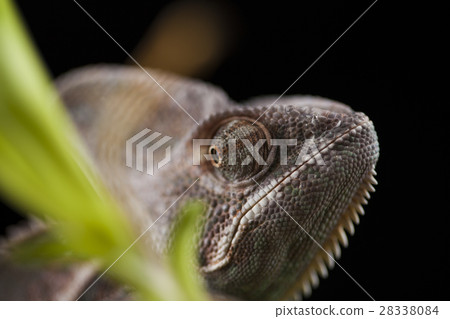 Chameleon on bamboo on a black background 28338084