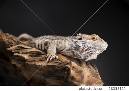 Agama bearded, pet on black background, reptile 28338111