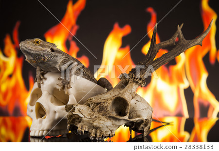 Fire lizard, agama on black mirror background 28338133