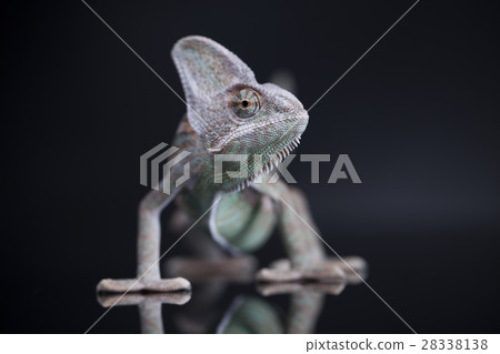 Chameleon lizard isolated on black mirror  28338138