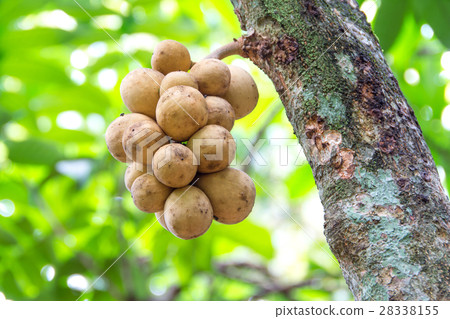 Longkong on tree 28338155