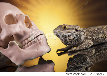 Skull, Agama bearded, lizard background 28338267