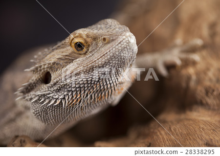 Agama bearded, pet on black background, reptile 28338295