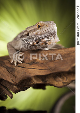 Lizard root, Bearded Dragon on black mirror  28338310