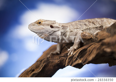 Agama bearded, pet on black background, reptile 28338350