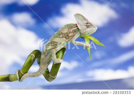 Sky background, reptile, Chameleon lizard 28338353