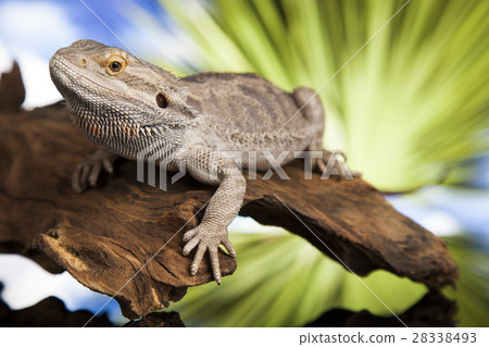 Lizard root, Bearded Dragon on green background 28338493