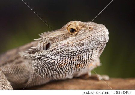 Lizard root, Bearded Dragon on black mirror  28338495