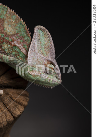 Root, Green chameleon, lizard background 28338504