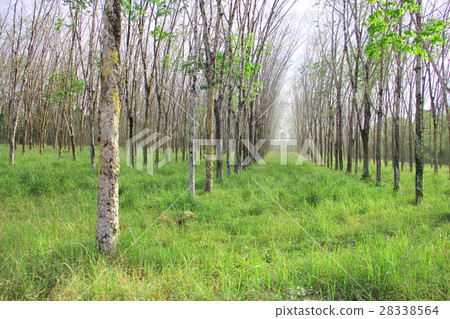 Rubber plants 28338564