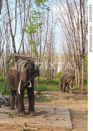 Elephants on rubber tree plantation 28338565