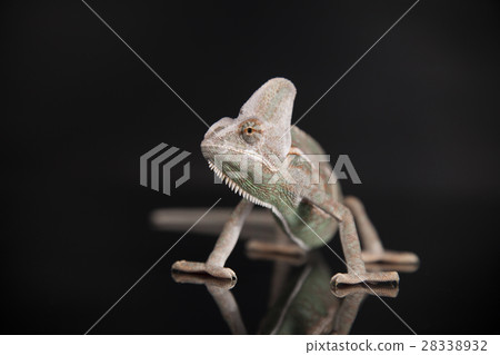 Chameleon lizard on black background 28338932