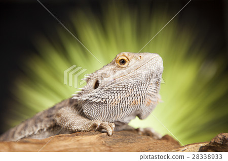 Animal Lizard, Bearded Dragon on mirror background 28338933