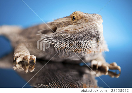 Blue background, Pet, lizard Bearded Dragon 28338952