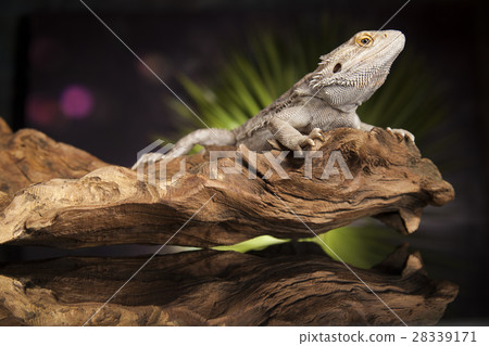 Agama bearded, pet on black background, reptile 28339171