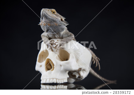 Human skull,Agama bearded, lizard background 28339172