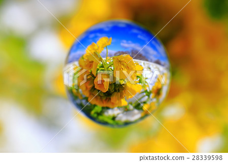 強姦開花視圖世界 強姦開花視圖世界 28339598