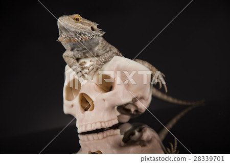 Human skull,Agama bearded, lizard background Human skull,Agama bearded, lizard background 28339701