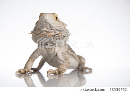 Lizard Bearded Dragon, Pet on white background 28339762