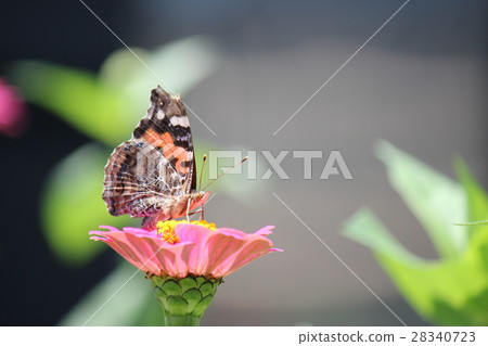 Shark's beard Shark's beard 28340723