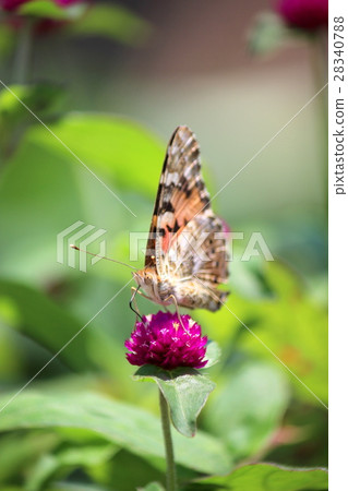 Shark's beard Shark's beard 28340788