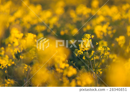 Canola flowers, colza. Rapeseed flowers 28340851