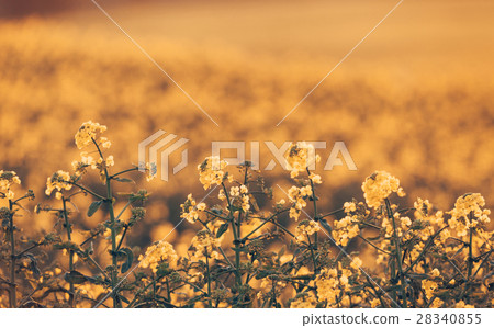 Canola flowers, colza. Rapeseed flowers 28340855