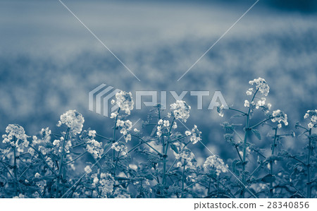 Canola flowers, colza. Rapeseed flowers 28340856