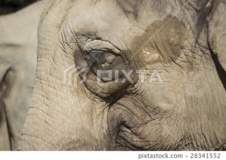 An elephant's eyelid 28341552