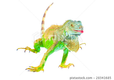 one green iguana one green iguana 28341685