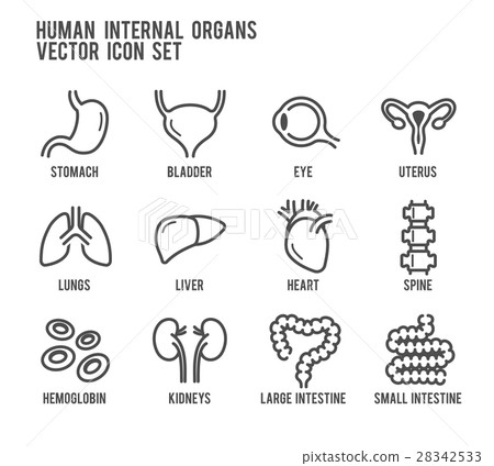 Human Organ Internal Vector Icon Set Human Organ Internal Vector Icon Set 28342533
