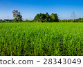 Thai agriculture 28343049